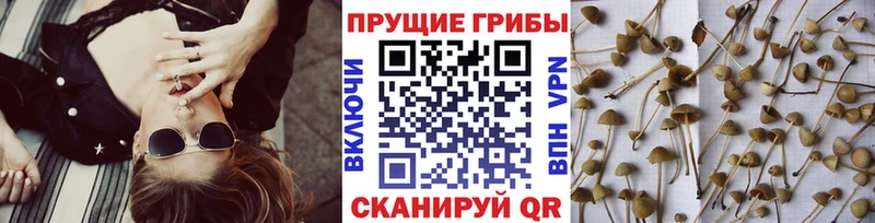 Галлюциногенные грибы Magic Shrooms  Купить  Заринск 